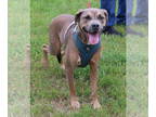 Boxweiler DOG FOR ADOPTION RGADN-1341360 - Salem - Rottweiler / Boxer / Mixed