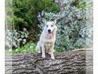 Huskies Mix DOG FOR ADOPTION RGADN-1341387 - Biscuit - Husky / Mixed Dog For