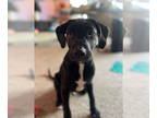 Labrador Retriever DOG FOR ADOPTION RGADN-1341388 - Ziggy- CL - Labrador