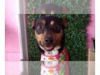 Labrador Retriever DOG FOR ADOPTION RGADN-1341389 - LUCY - Labrador Retriever