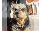 Border Terrier DOG FOR ADOPTION RGADN-1341390 - THEO - Border Terrier Dog For