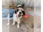 Shih Tzu Mix DOG FOR ADOPTION RGADN-1341392 - KOA - Shih Tzu / Poodle (unknown