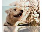 Labrador Retriever Mix DOG FOR ADOPTION RGADN-1341396 - LUCAS - Labrador