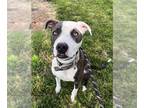 American Pit Bull Terrier DOG FOR ADOPTION RGADN-1341406 - DRAKO - American Pit