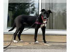 Collie-Labrador Retriever Mix DOG FOR ADOPTION RGADN-1341413 - Madison -