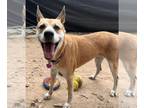 Black Mouth Cur Mix DOG FOR ADOPTION RGADN-1341420 - Kaleesi - Black Mouth Cur /