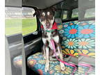 Australian Kelpie-Huskies Mix DOG FOR ADOPTION RGADN-1341427 - Sage II -