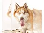 Siberian Husky DOG FOR ADOPTION RGADN-1341430 - Kenji - Siberian Husky (medium
