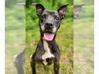 Labrador Retriever Mix DOG FOR ADOPTION RGADN-1341434 - Sadie Mae - Labrador