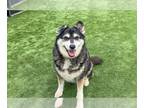 Australian Shepherd-Siberian Husky Mix DOG FOR ADOPTION RGADN-1341435 - GHOST -