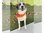 Great Pyrenees Mix DOG FOR ADOPTION RGADN-1341439 - Amos - Great Pyrenees /
