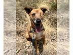 Shepradors DOG FOR ADOPTION RGADN-1341456 - PHOEBE - Labrador Retriever / German