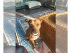 Boxer Mix DOG FOR ADOPTION RGADN-1341459 - HATTIE (COURTESY POST) - Boxer /