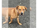 Labrador Retriever Mix DOG FOR ADOPTION RGADN-1341464 - Zack - Labrador