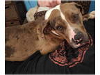 Catahoula Leopard Dog DOG FOR ADOPTION RGADN-1341478 - Meryl Streep - Catahoula