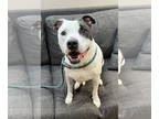 American Pit Bull Terrier Mix DOG FOR ADOPTION RGADN-1341488 - Ace - Pit Bull