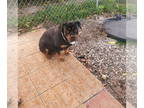 Rottweiler DOG FOR ADOPTION RGADN-1341497 - COURTESY POST: Bella - Rottweiler