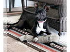 American Pit Bull Terrier Mix DOG FOR ADOPTION RGADN-1341500 - Smokey - Pit Bull