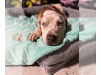 Great Dane Mix DOG FOR ADOPTION RGADN-1341512 - ENZO - Cattle Dog / Great Dane /