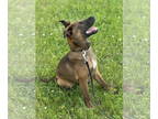 Dutch Shepherd Mix DOG FOR ADOPTION RGADN-1341517 - Charlie - Dutch Shepherd /