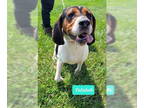 Treeing Walker Coonhound DOG FOR ADOPTION RGADN-1341518 - Talulah - Treeing
