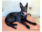 German Shepherd Dog DOG FOR ADOPTION RGADN-1341520 - Ziti - German Shepherd Dog