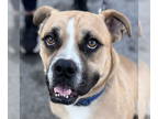 Boxer Mix DOG FOR ADOPTION RGADN-1341526 - Lil Mike - Foster or Adopt Me!