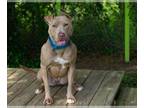 American Pit Bull Terrier DOG FOR ADOPTION RGADN-1341532 - NIXI - Pit Bull