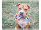 Boxer-Staffordshire Bull Terrier Mix DOG FOR ADOPTION RGADN-1341535 - BRODI -