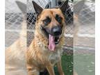German Shepherd Dog Mix DOG FOR ADOPTION RGADN-1341537 - CASSIE - German