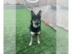 German Shepherd Dog-Siberian Husky Mix DOG FOR ADOPTION RGADN-1341541 - LUNA #13
