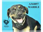 Rottweiler DOG FOR ADOPTION RGADN-1341552 - MARBLE - Rottweiler (medium coat)