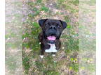 Boxer DOG FOR ADOPTION RGADN-1341566 - Bonnie IV - Boxer Dog For Adoption