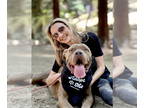 Mastiff Mix DOG FOR ADOPTION RGADN-1341571 - Jack - Mastiff / Mixed Dog For