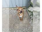 Boxer Mix DOG FOR ADOPTION RGADN-1341573 - Jax - Boxer / Terrier / Mixed Dog For