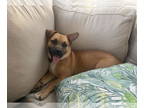 Beagle Mix DOG FOR ADOPTION RGADN-1341580 - Leilani - Beagle / Mixed Dog For