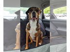 American Staffordshire Terrier-Rottweiler Mix DOG FOR ADOPTION RGADN-1341586 -