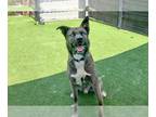 Akita Mix DOG FOR ADOPTION RGADN-1341590 - ACE - Akita / Mixed (medium coat) Dog