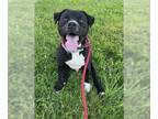 American Pit Bull Terrier Mix DOG FOR ADOPTION RGADN-1341601 - LEX - Pit Bull