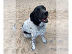 Labrenees DOG FOR ADOPTION RGADN-1341610 - HUDSON - Great Pyrenees / Labrador