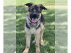 German Shepherd Dog Mix DOG FOR ADOPTION RGADN-1341611 - Ava - German Shepherd
