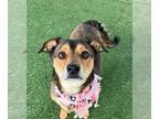Beagle-Spaniel Mix DOG FOR ADOPTION RGADN-1341616 - Moon - Emotional Support Dog