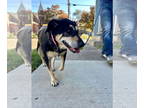 German Shepherd Dog Mix DOG FOR ADOPTION RGADN-1341620 - Sammy - Hound / German