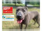 Labrador Retriever Mix DOG FOR ADOPTION RGADN-1341624 - SHEBA - Labrador
