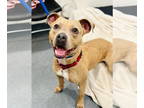 American Pit Bull Terrier DOG FOR ADOPTION RGADN-1341637 - Stitch - Pit Bull