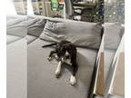 Beagle Mix DOG FOR ADOPTION RGADN-1341654 - COURTESY POST: Habibi - Beagle /