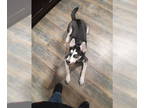 Mix DOG FOR ADOPTION RGADN-1341658 - Zelda - Husky (medium coat) Dog For