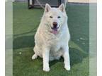 German Shepherd Dog-Siberian Husky Mix DOG FOR ADOPTION RGADN-1341659 - *AXEL -