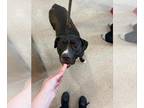 Labrador Retriever DOG FOR ADOPTION RGADN-1341661 - BEAUTY - Labrador Retriever