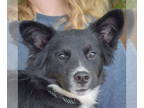 Corillon DOG FOR ADOPTION RGADN-1341672 - Virginia - Papillon / Corgi / Mixed